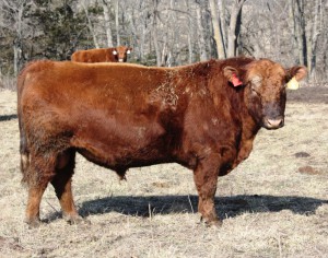 Herd Bull1